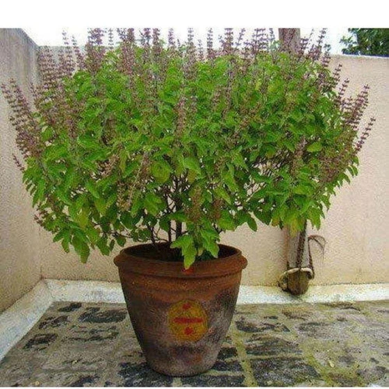 fresh-tulsi-plant-1.webp