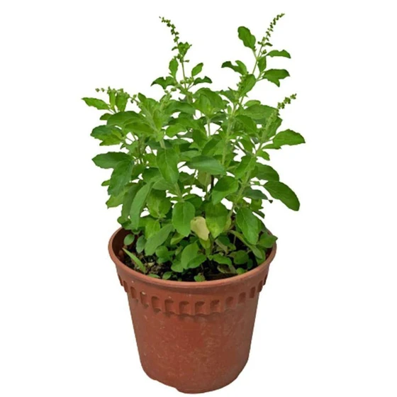 fresh-tulsi-plant-2.webp