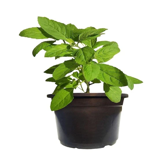 greentulsi-plant-2.webp
