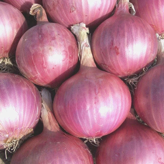 organic-natural-onion-2.webp