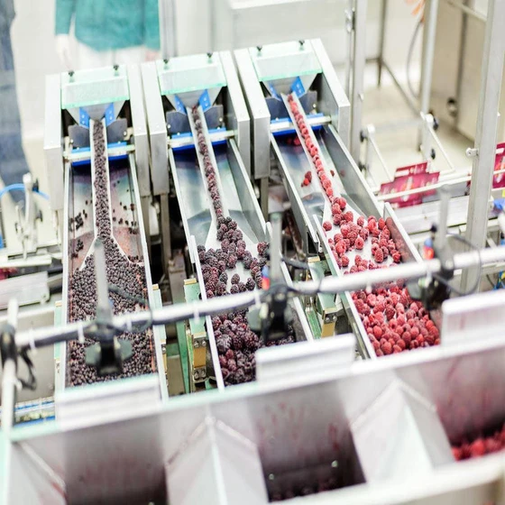 frozen-food-processing-plant-2.webp