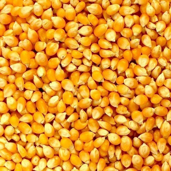 corn-dried-maize-1.webp