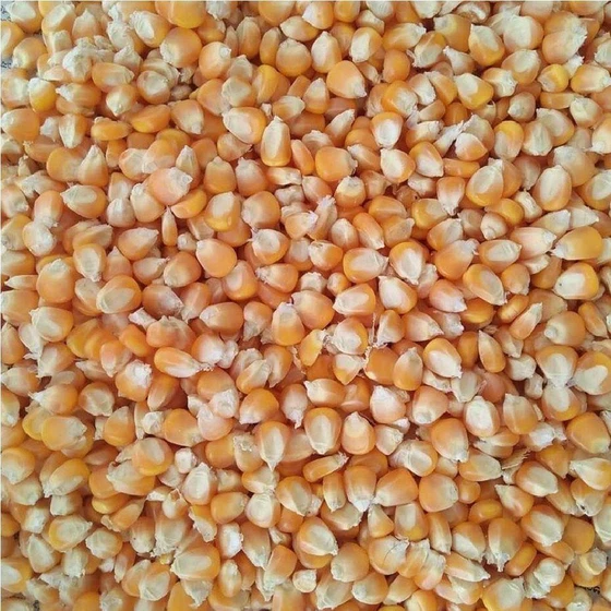 corn-dried-maize-2.webp