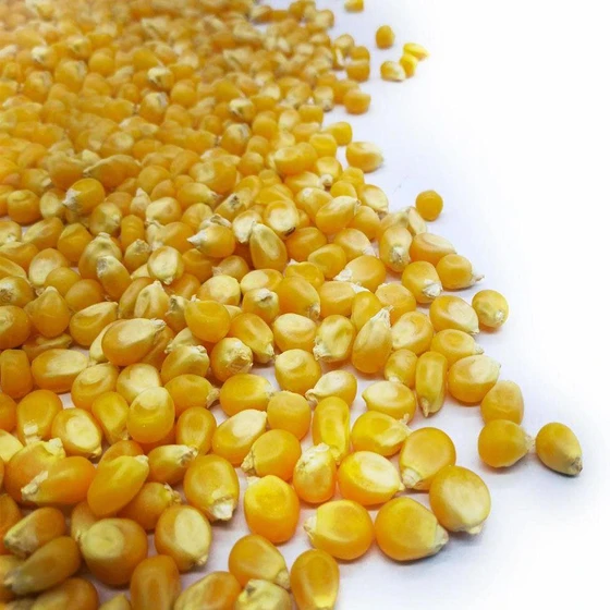 white-dry-corn-2.webp