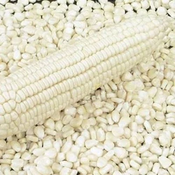 White Dry Corn