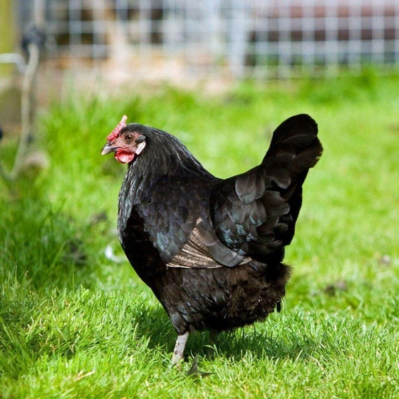 black-kadaknath-chicken-2.webp