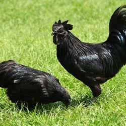 Black Kadaknath Chicken