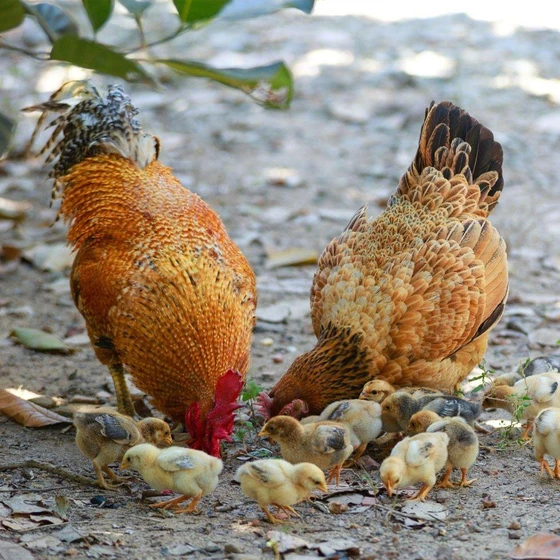 live-sonali-chicks-2.webp