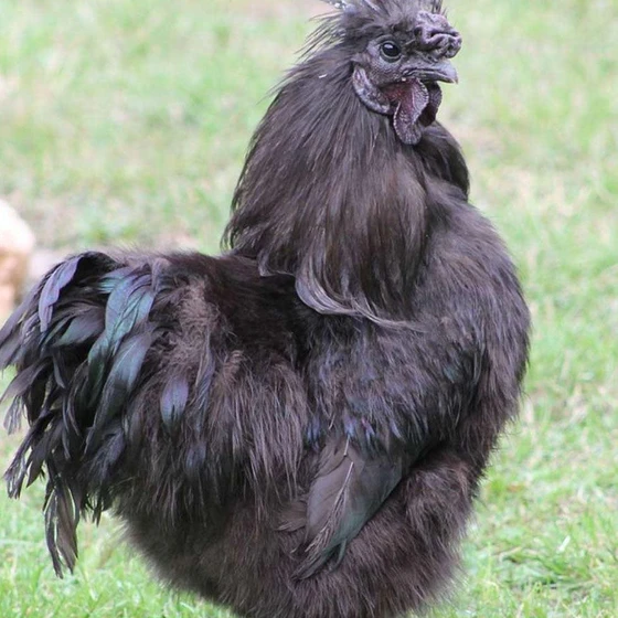 original-breed-kadaknath-2.webp
