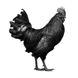 Original Breed Kadaknath