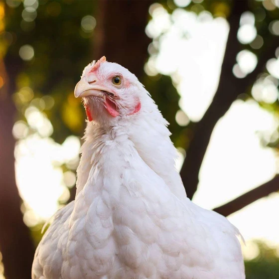 hybrid-broiler-chicks-2.webp