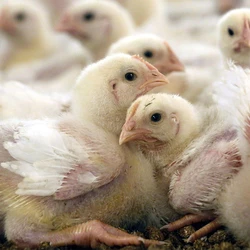 Hybrid Broiler Chicks