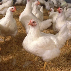 Broiler Poultry Chicks