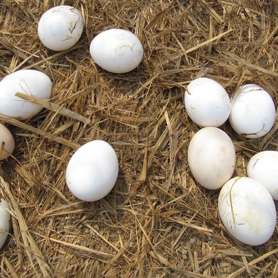 fresh-white-egg-1.webp