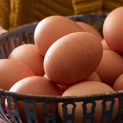 Fresh Brown Egg
