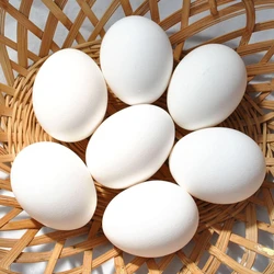 White Color Eggs