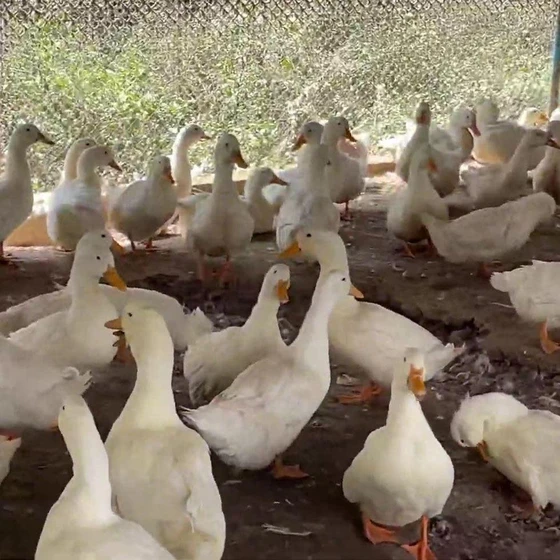 pekin-duck-farming-2.webp