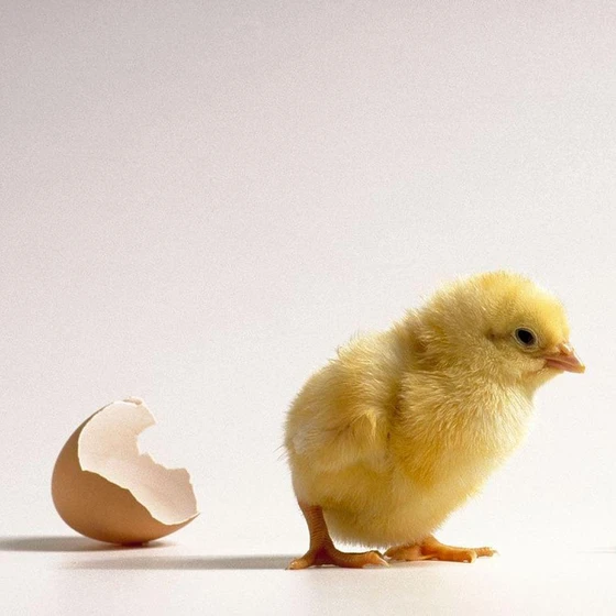 new-born-chicks-2.webp