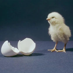 New Born Chicks — High-quality 3 month old females