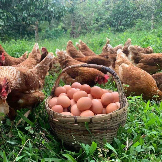 poultry-brown-egg-2.webp