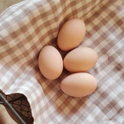 Poultry Brown Egg
