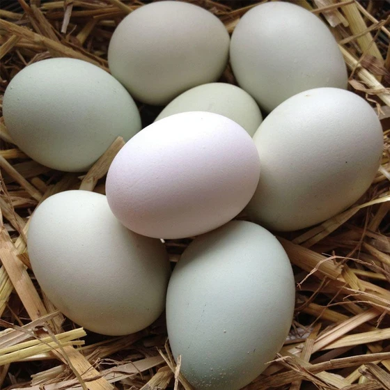 poultry-white-egg-2.webp