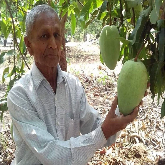 noorjahan-mango-plant-2.webp