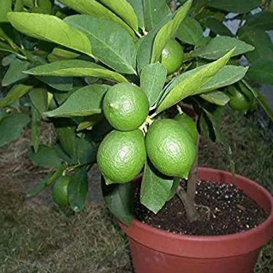 kagzi-lemon-plant-2.webp