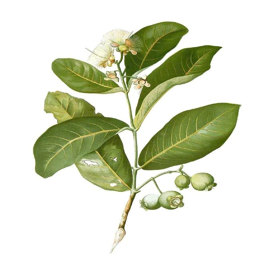 water-apple-plant-2.webp