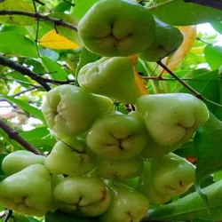 Water Apple Plant