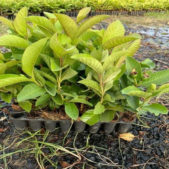 pink-guava-plant-2.webp