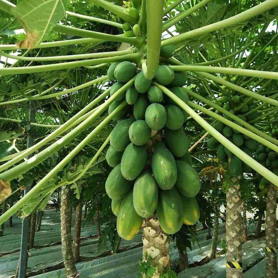 organic-papaya-plant-1.webp