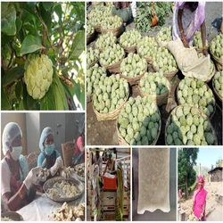Custard Apple Pulp
