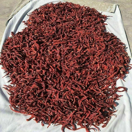 mathania-red-chilli-2.webp