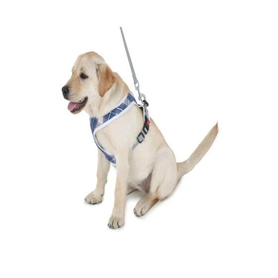 dog-accessories-1.webp