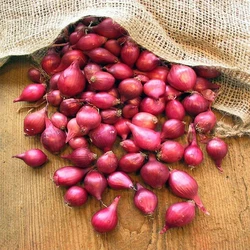 Organic Small Onion