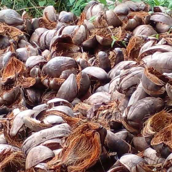 natural-husked-coconut-2.webp