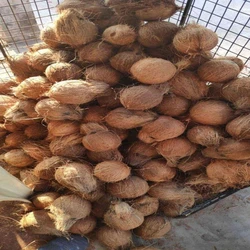 Natural Husked Coconut