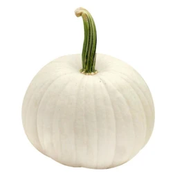 Fresh White Pumpkin