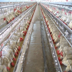 Grower Poultry Cage