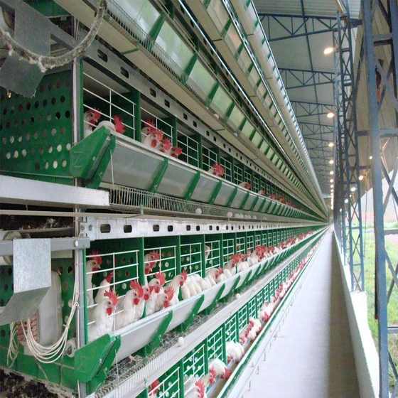 layer-battery-cage-1.webp