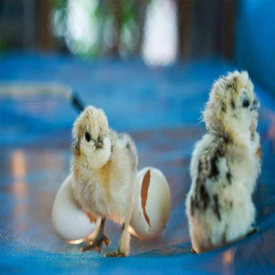 breeds-chicks-2.webp