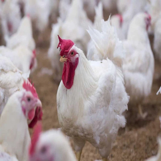 white-breeds-chicks-2.webp