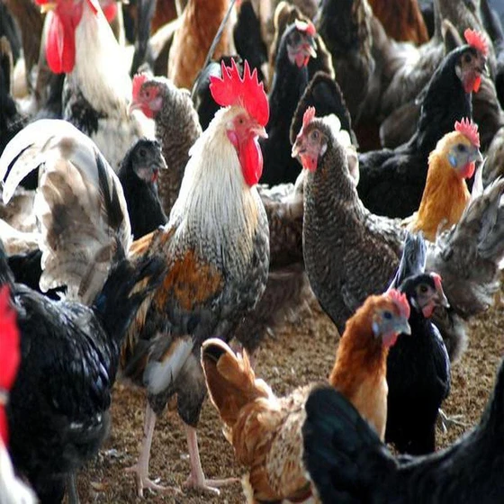 country-chicken-2.webp