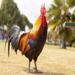 country chicken