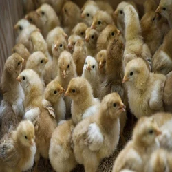 Male Poultry Farm Chicks