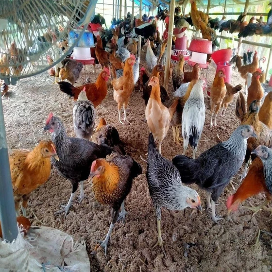 multicolor-live-country-chicken-2.webp