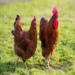 MultiColor Live Country Chicken