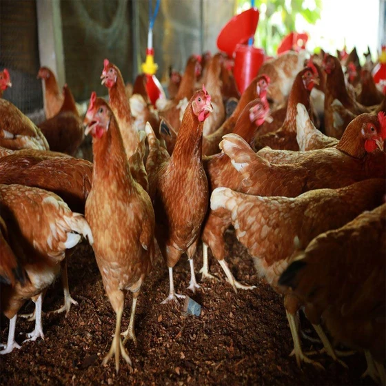 brown-country-chicken-2.webp