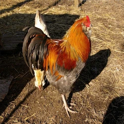 Brown Country Chicken